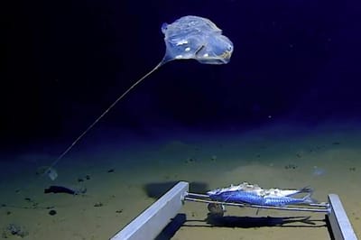 Mysterious 'weird jellyfish' creature found in depths of Indian Ocean