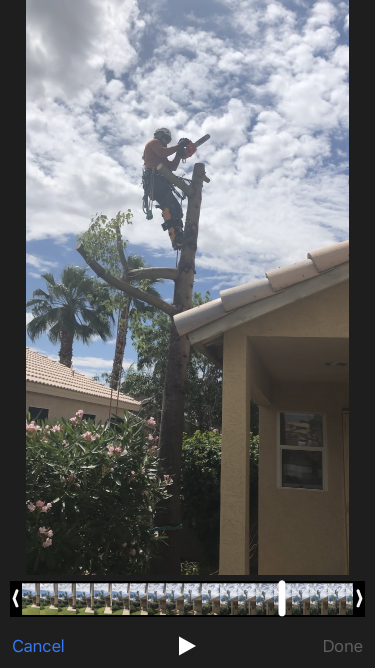 Tree Removal