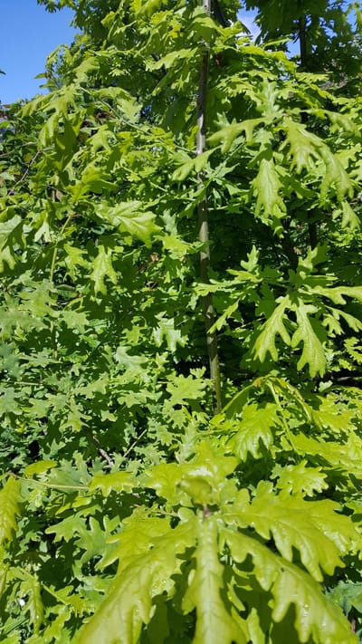 Articles about the importance of Wildflower, Trees and Bees