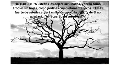 Árboles sin hojas y jardines completamente secos.
