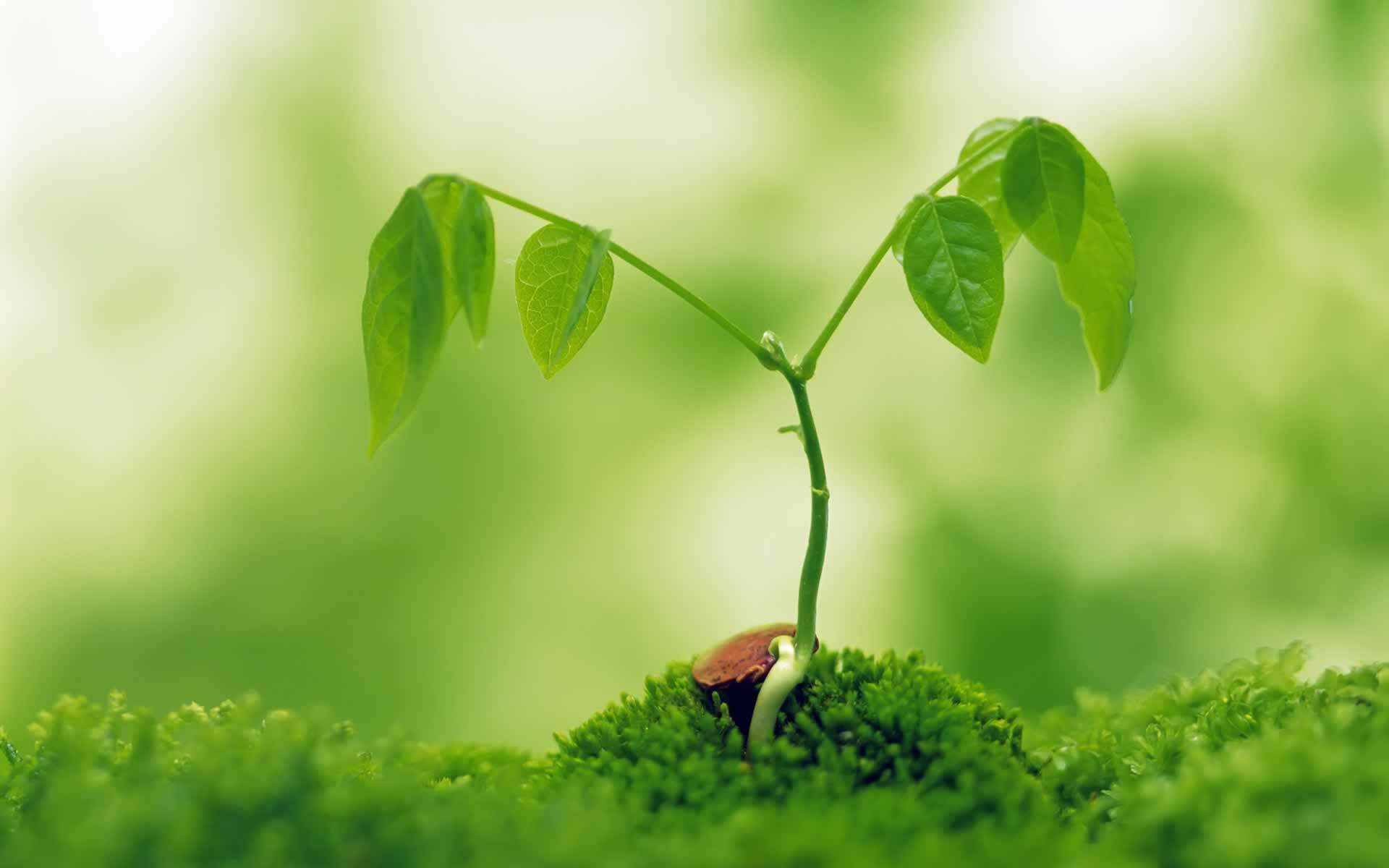 Best Indoor Plants | Cute House Plants That Clean The Air 🌿