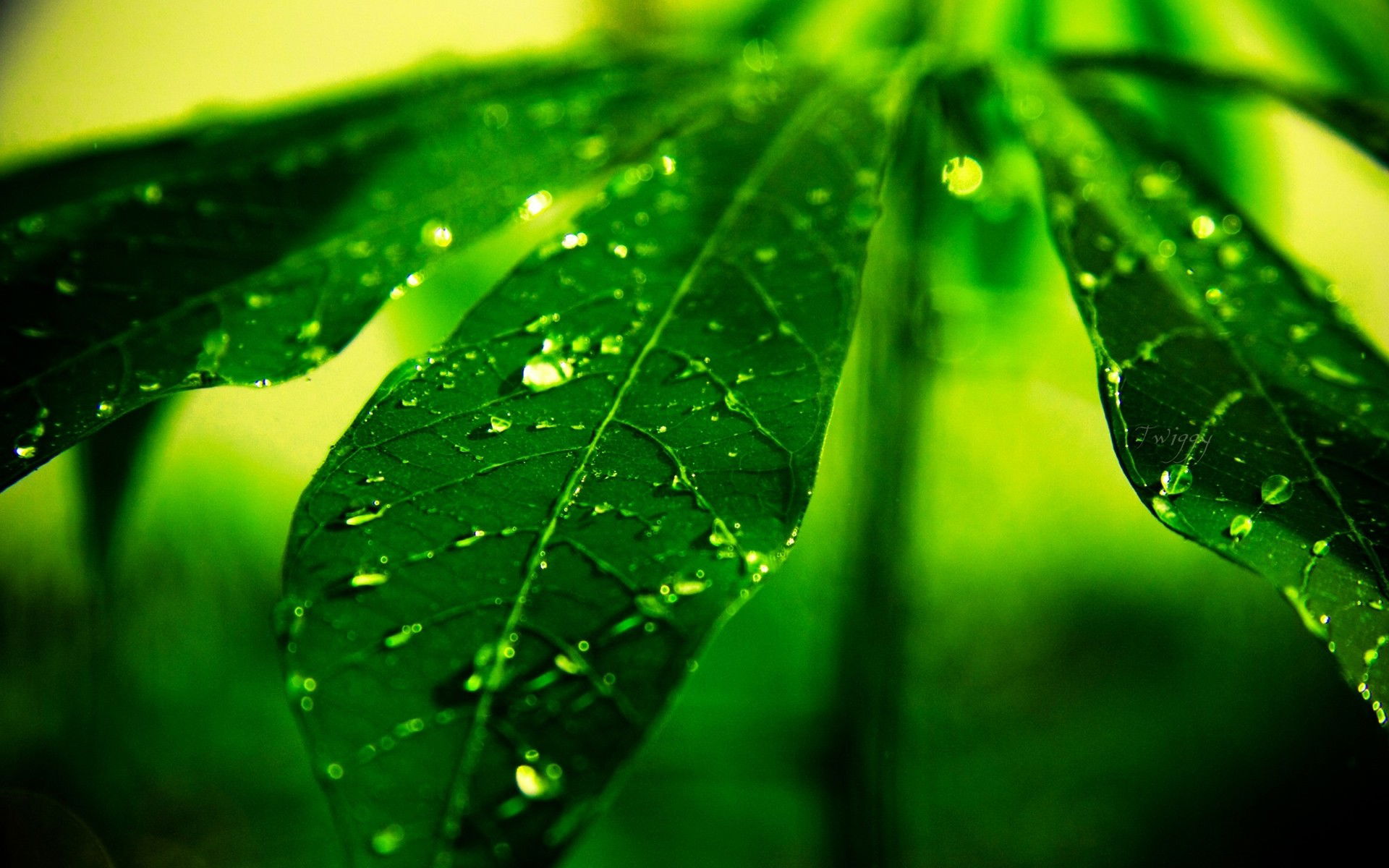 Thinking About Buying Plants Online?