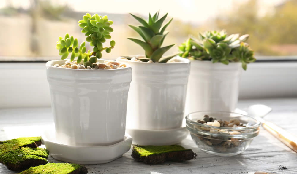 A Guide to Buying Plants Online