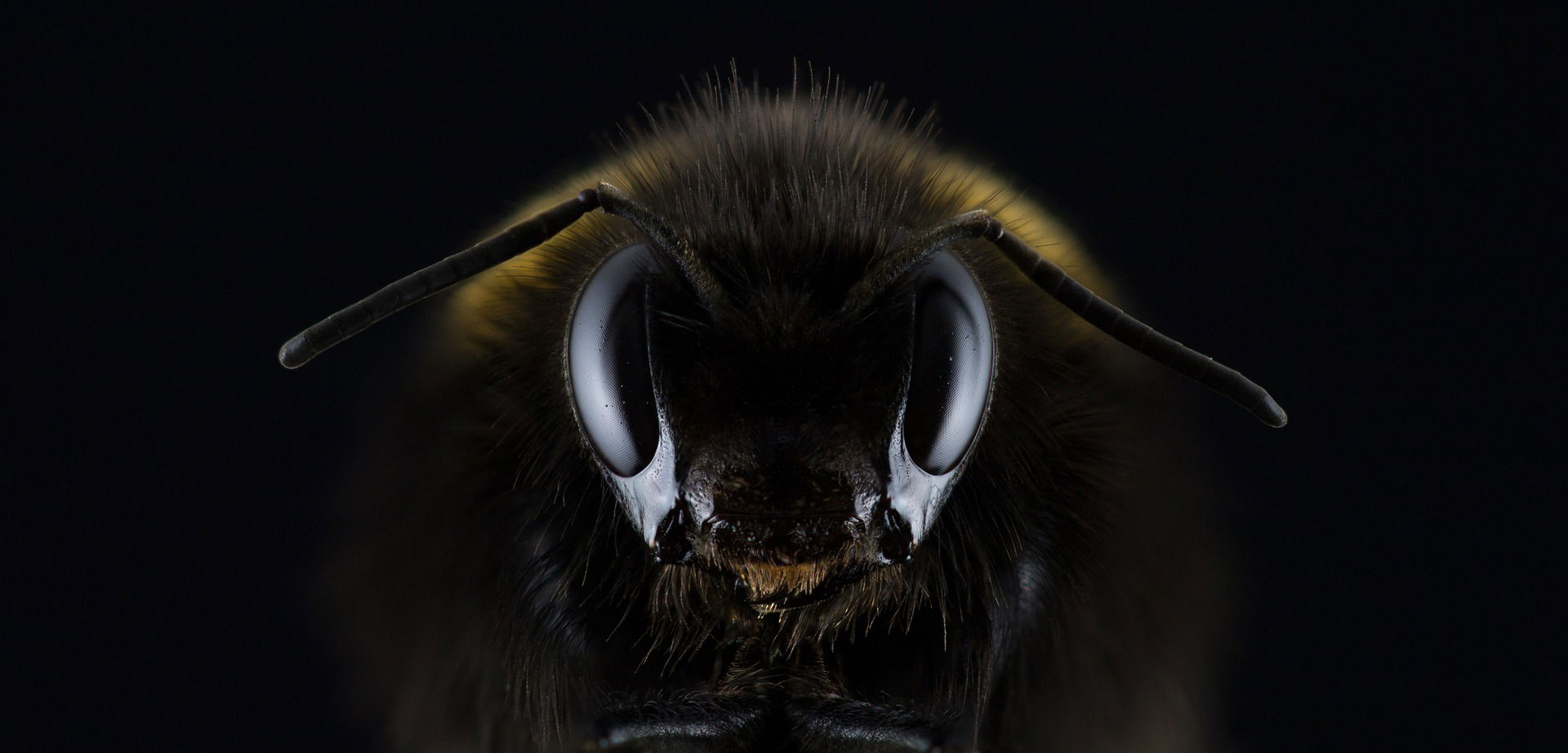 Abejas para medir los niveles de contaminación. (Revista national geographic del19 de marzo de 2019).