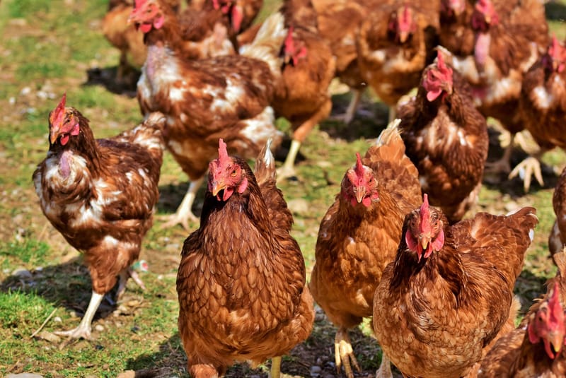 ASÍ ACABÓ UN ZORRO QUE SE METIÓ EN EL GALLINERO EQUIVOCADO.