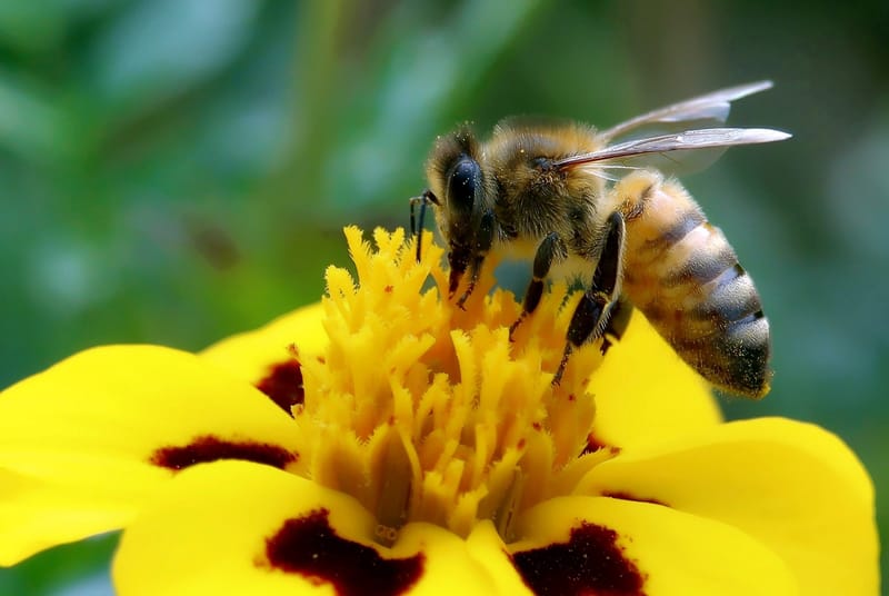 LA UNIÓN EUROPEA PROHÍBE LOS INSECTICIDAS NEONICOTINOIDES