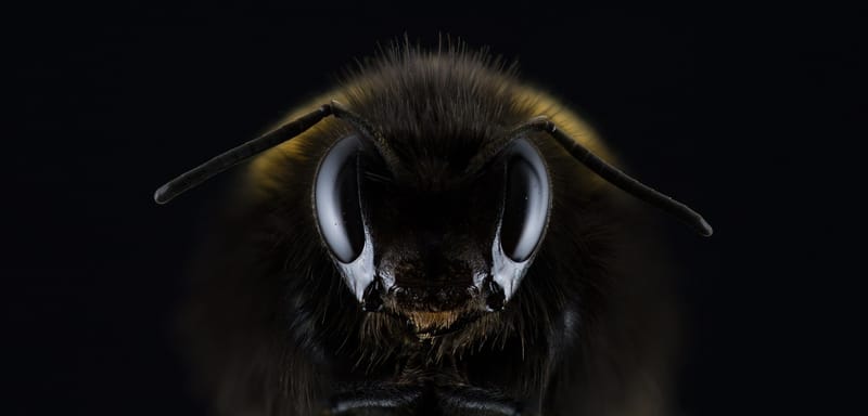 Abejas para medir los niveles de contaminación. (Revista national geographic del19 de marzo de 2019).