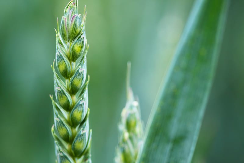 Tercer revés judicial para Monsanto