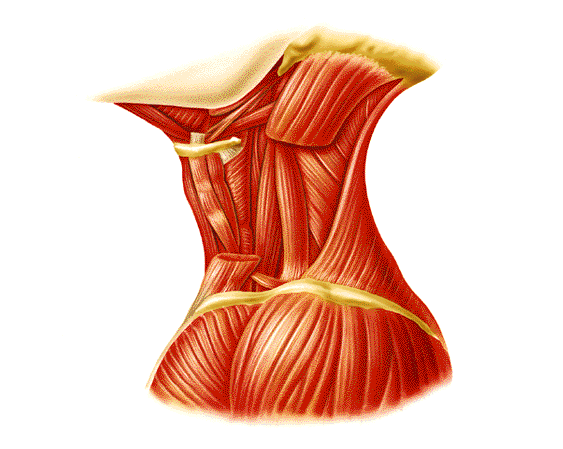 Músculos del cuello