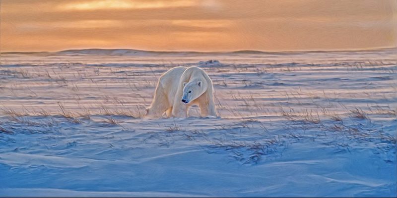 TUNDRA