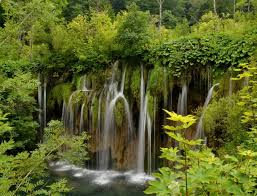 ¿Que es la selva  tropical?
