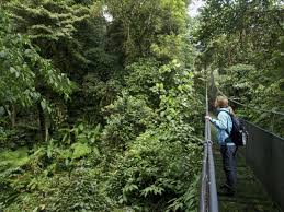 ¿Que es el bosque tropical?
