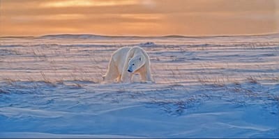 TUNDRA