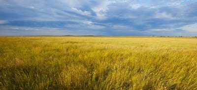 SABANA