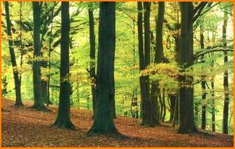 BOSQUE TEMPLADO