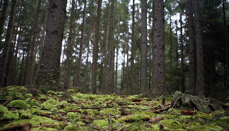 SELVA