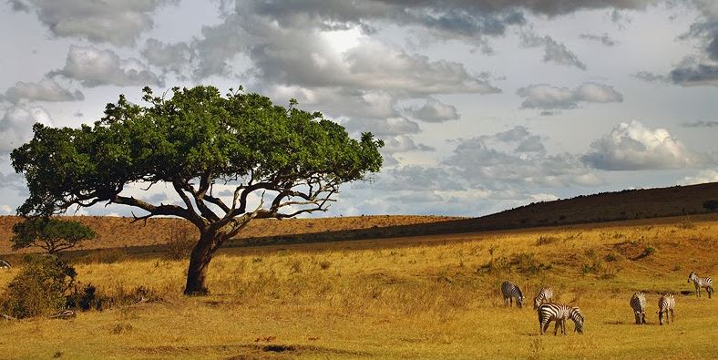 SABANA