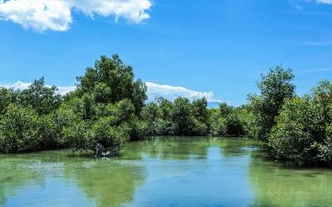 BOSQUE TROPICAL