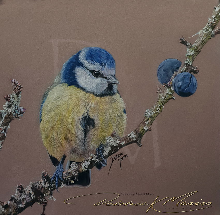 Blue Tit