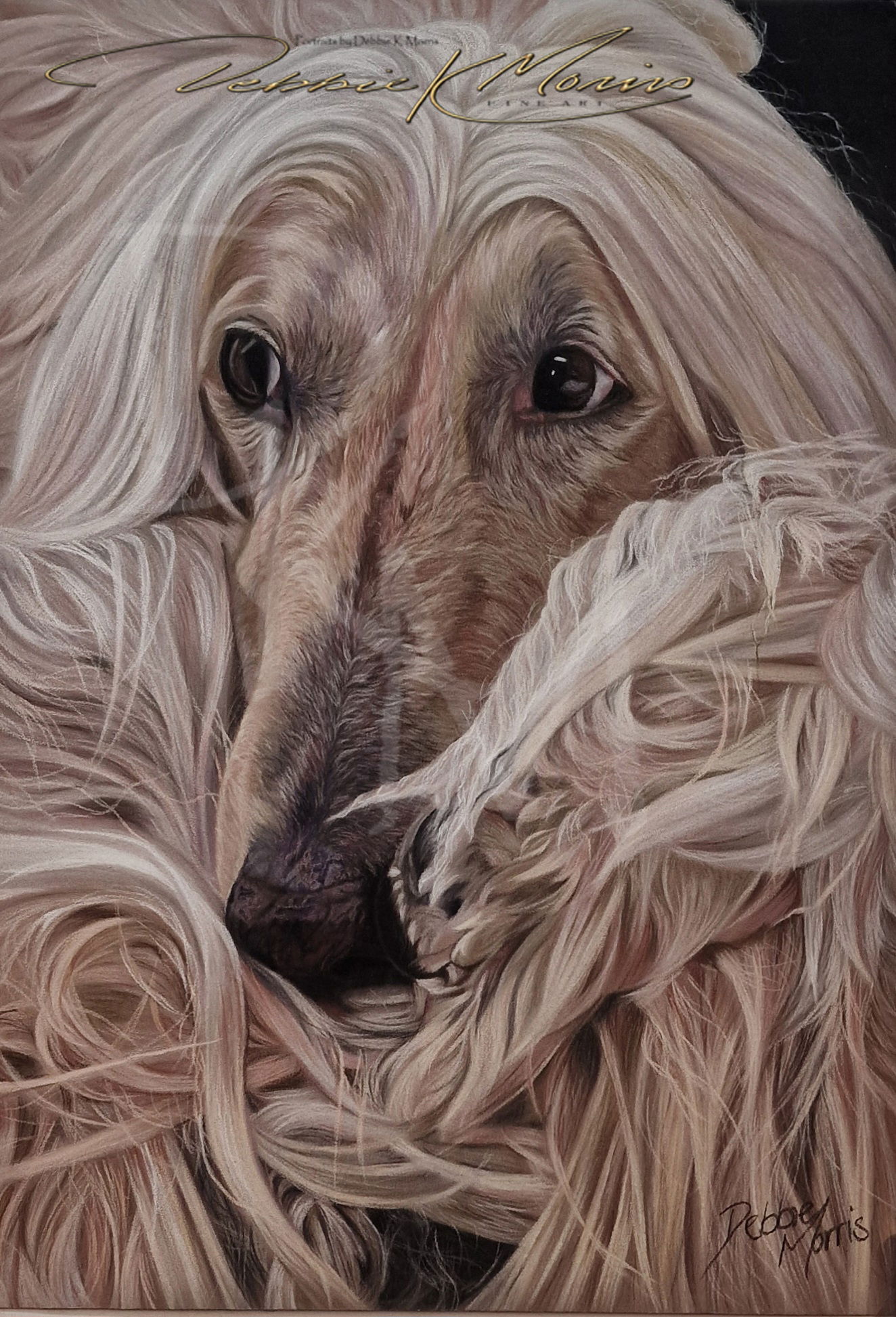 Afghan Hound