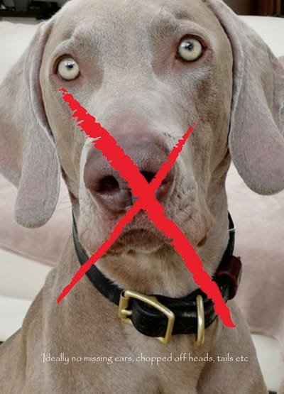 Taking your Photo 1 image