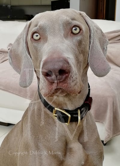 Taking your Photo 2 image