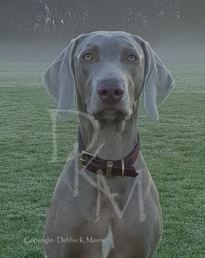 Taking your Photo 2 image