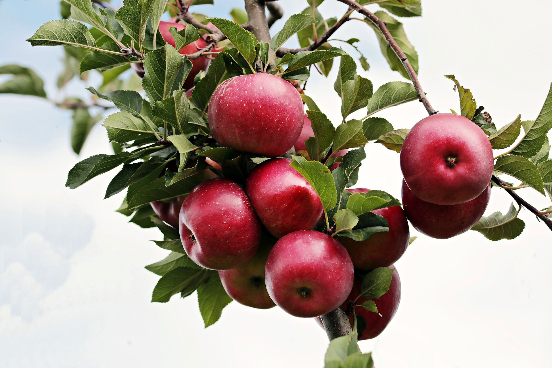 Fruit Tree Culture