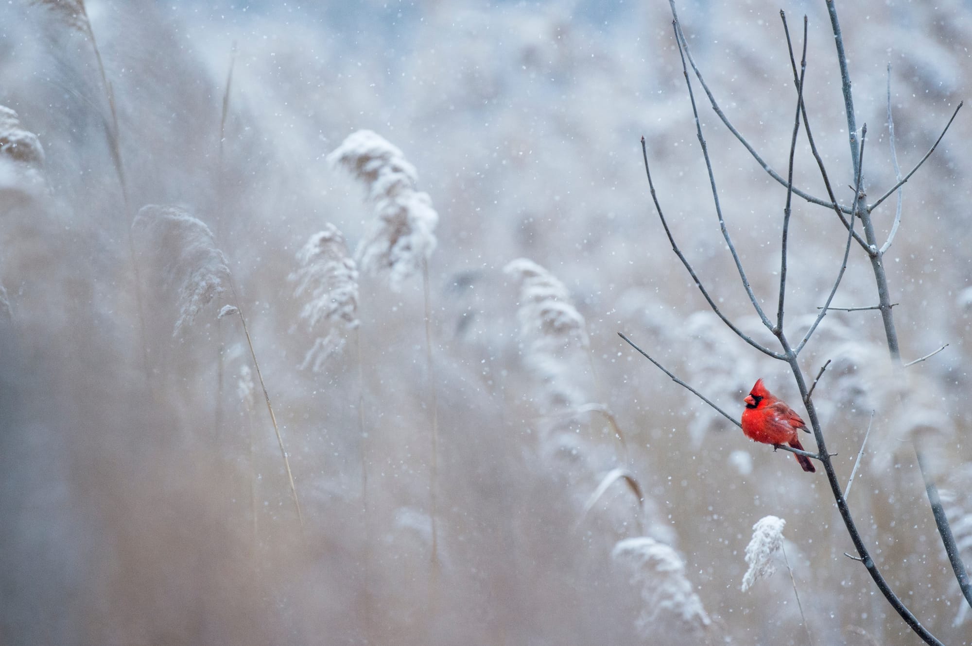 Winterizing the Landscape