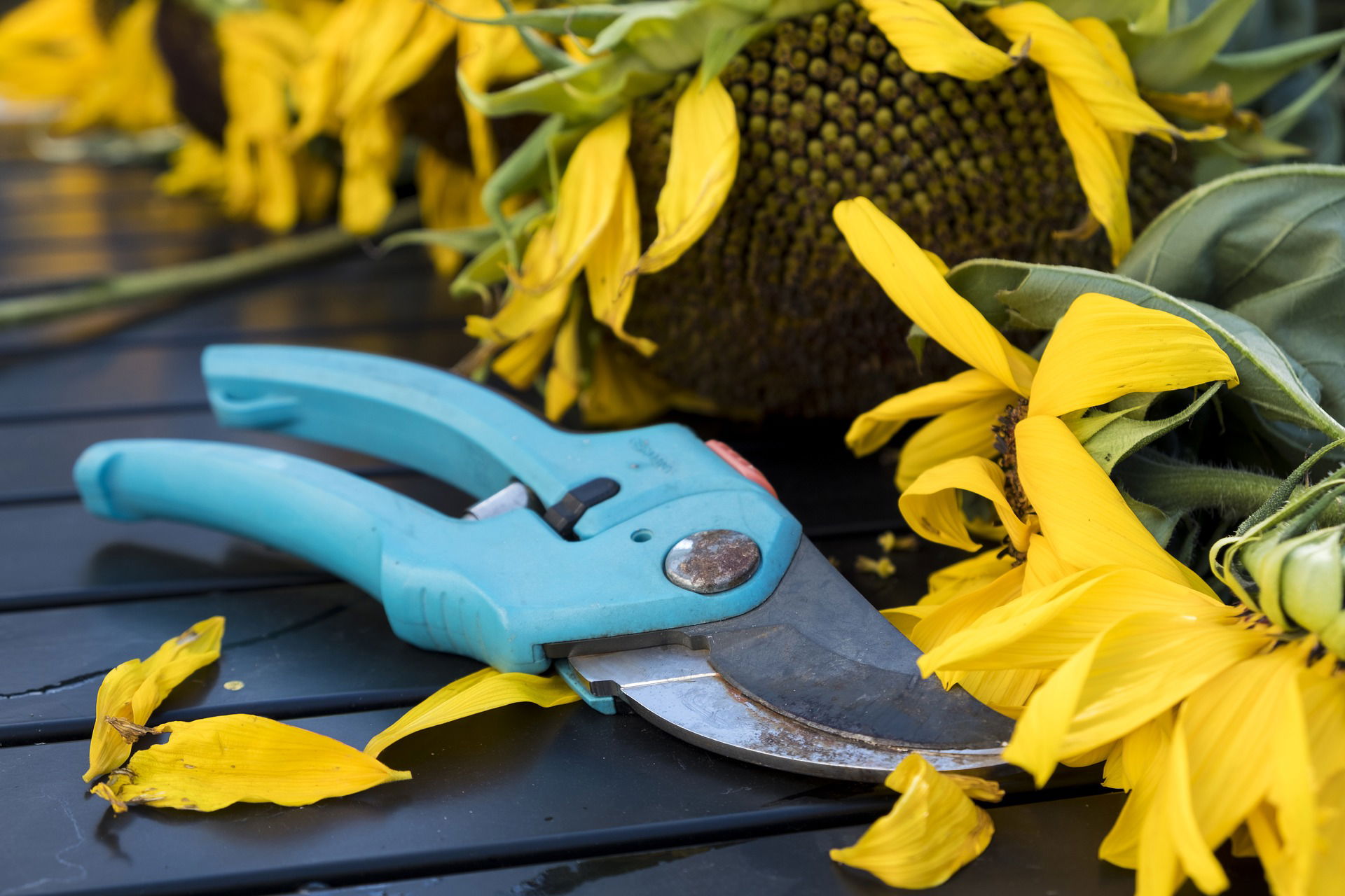 Pruning the Landscape