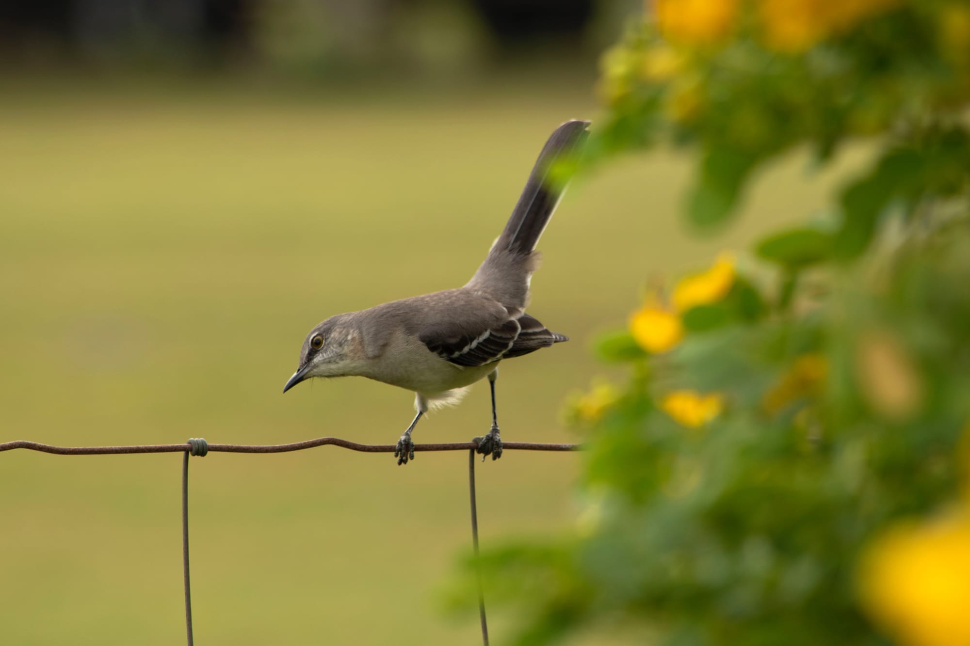 Ode to a Mockingbird