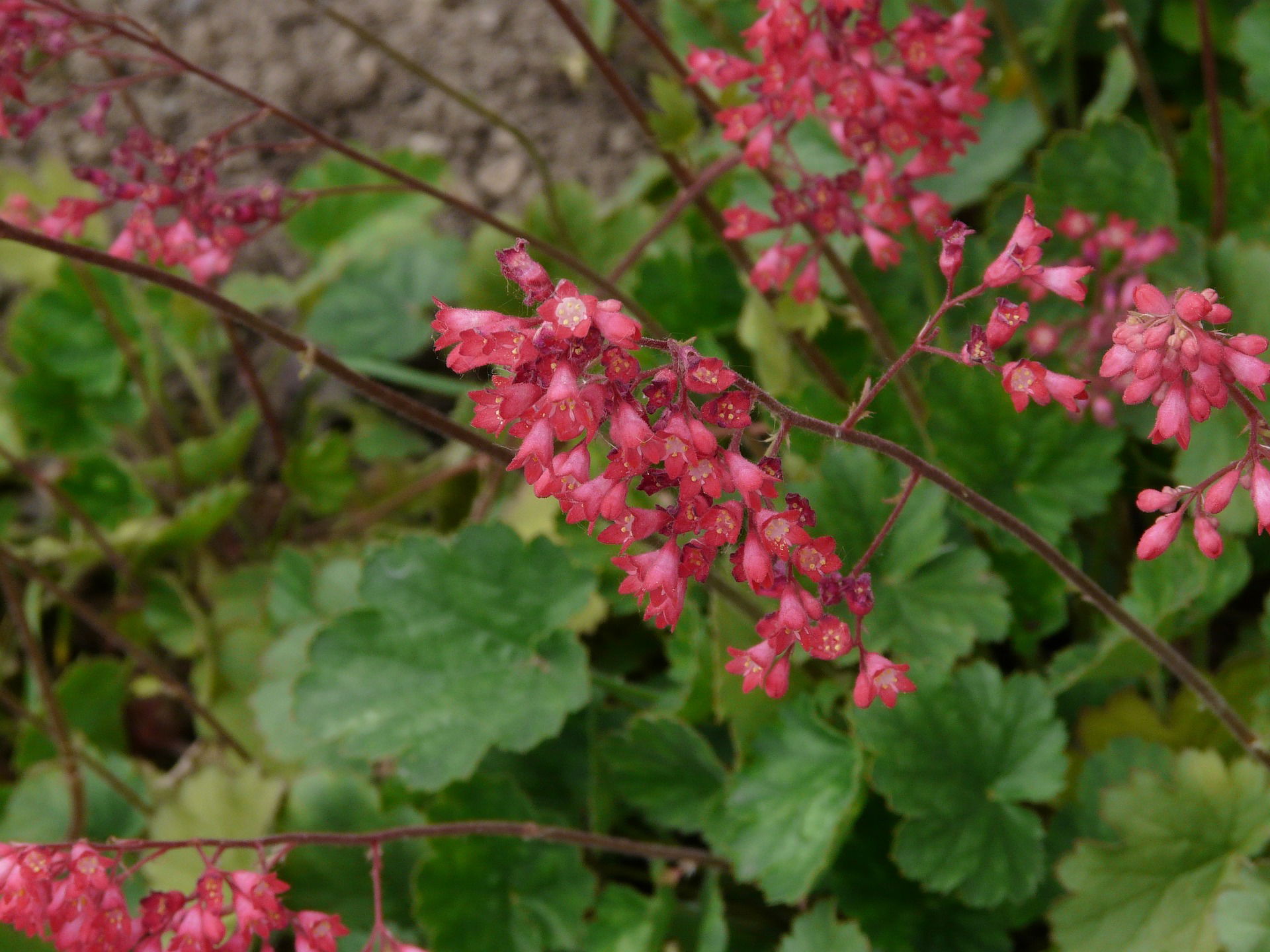 Heuchera... Perennial Pick of the Week