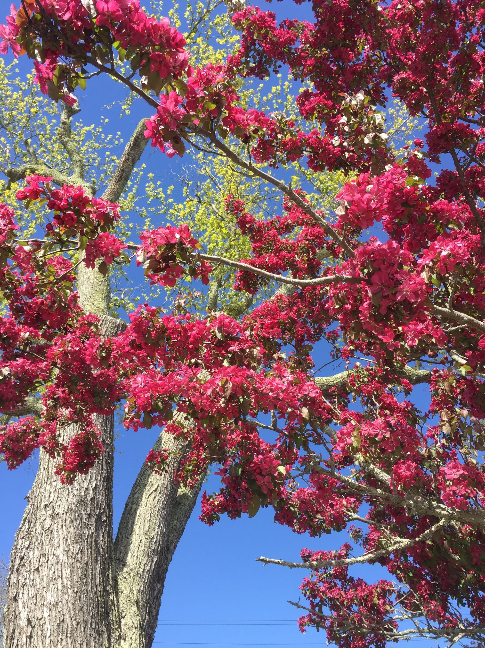 Malus, Red flowering Crab