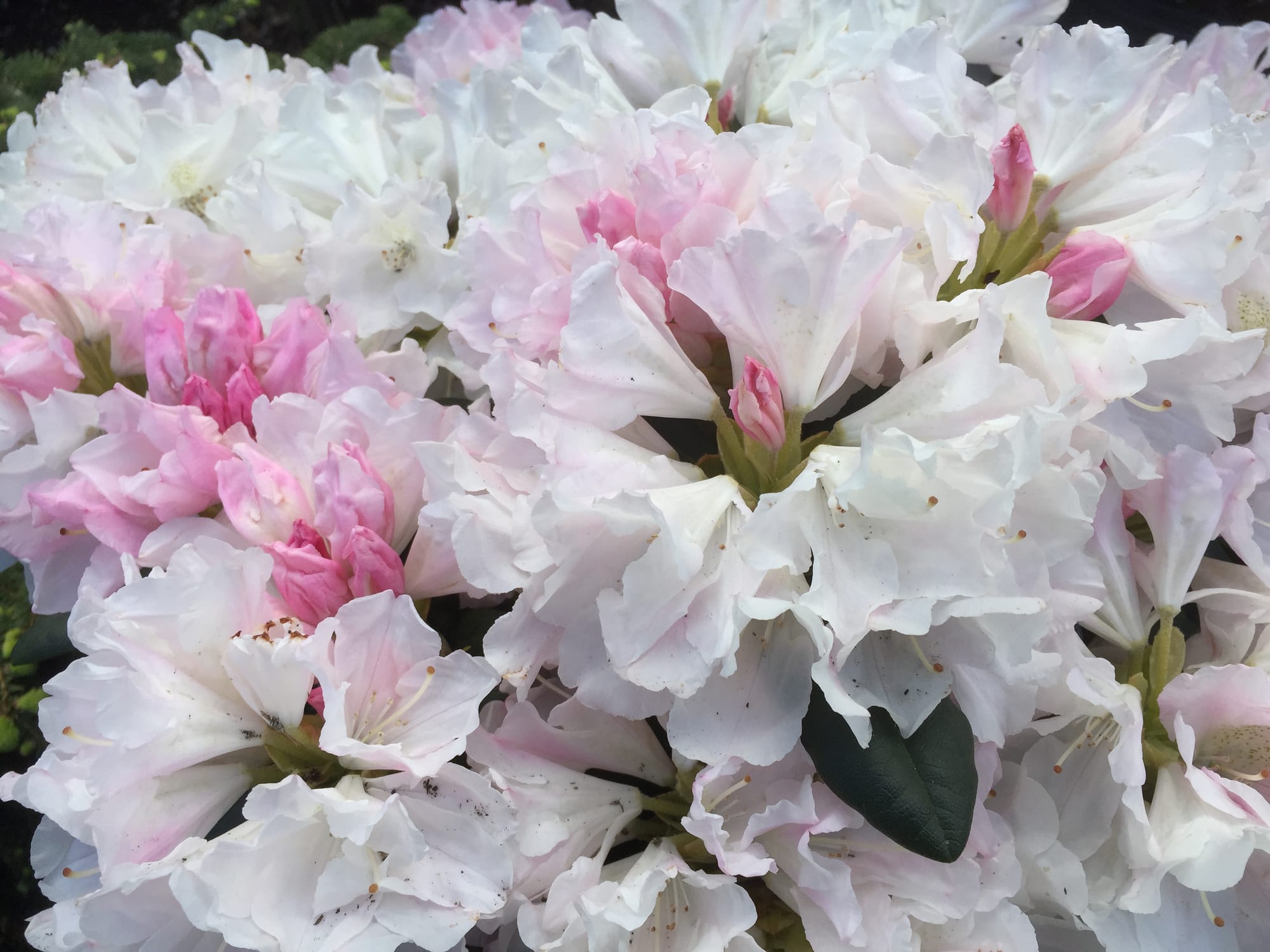 Rhododendron 'Princess Tamu'