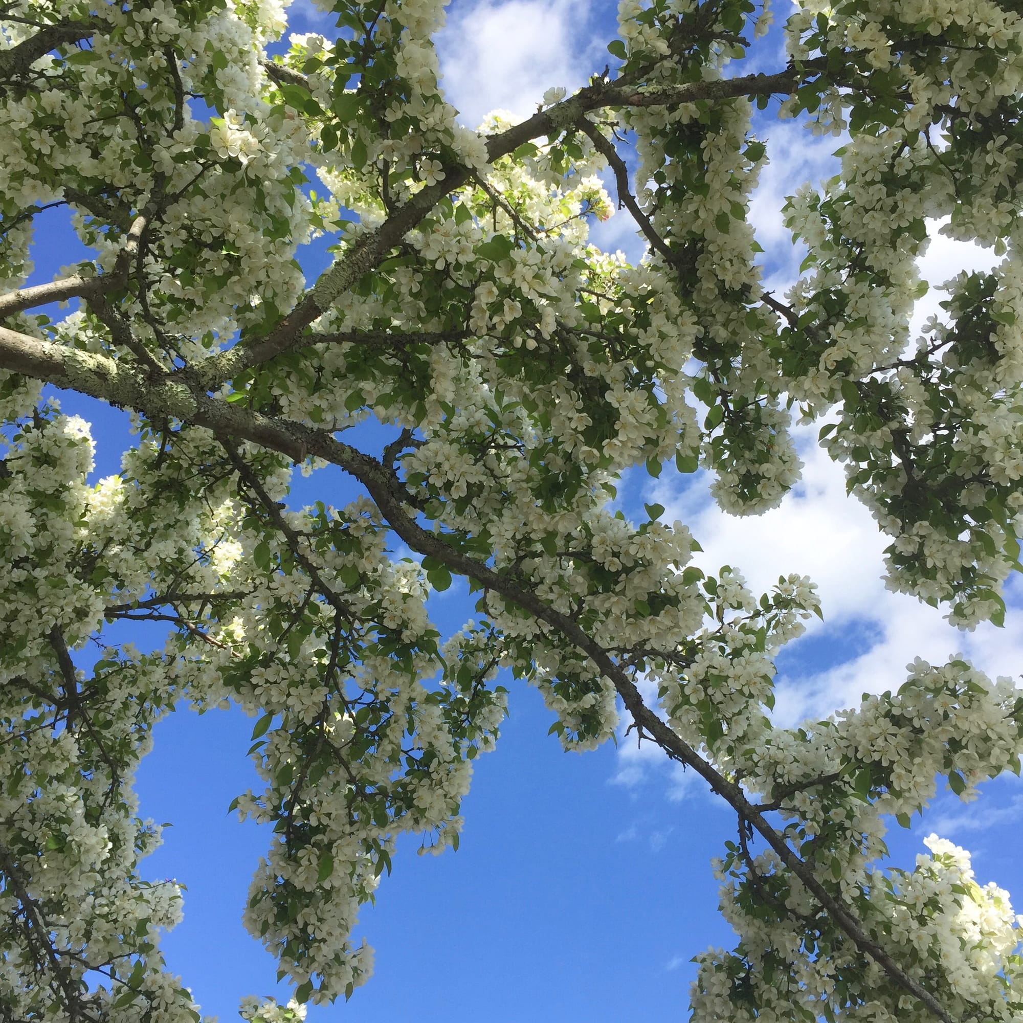 Malus, White Flowering Crab