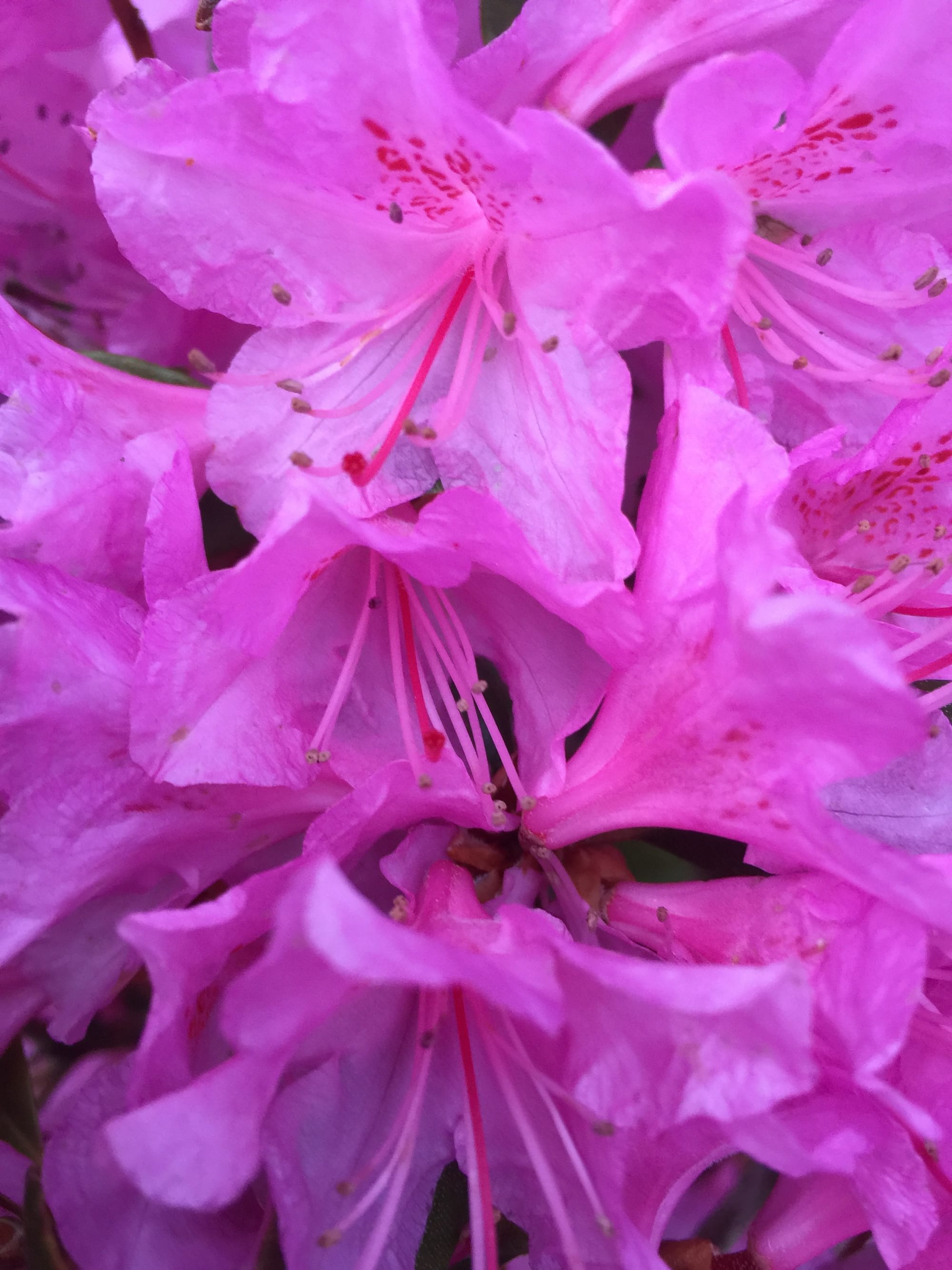 Rhododendron  'PJM Elite'