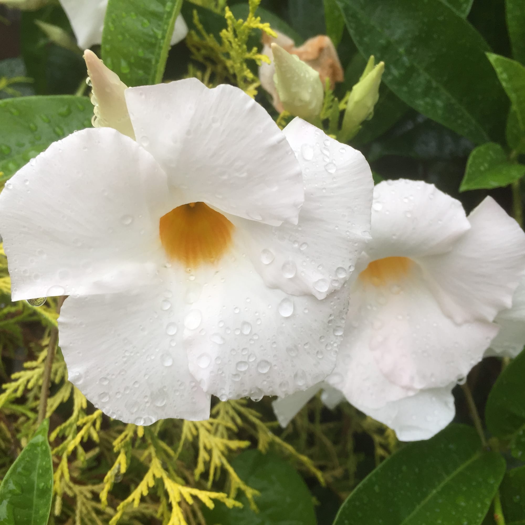 Mandevilla x 'Sunparacoho', Sun Parasol® White