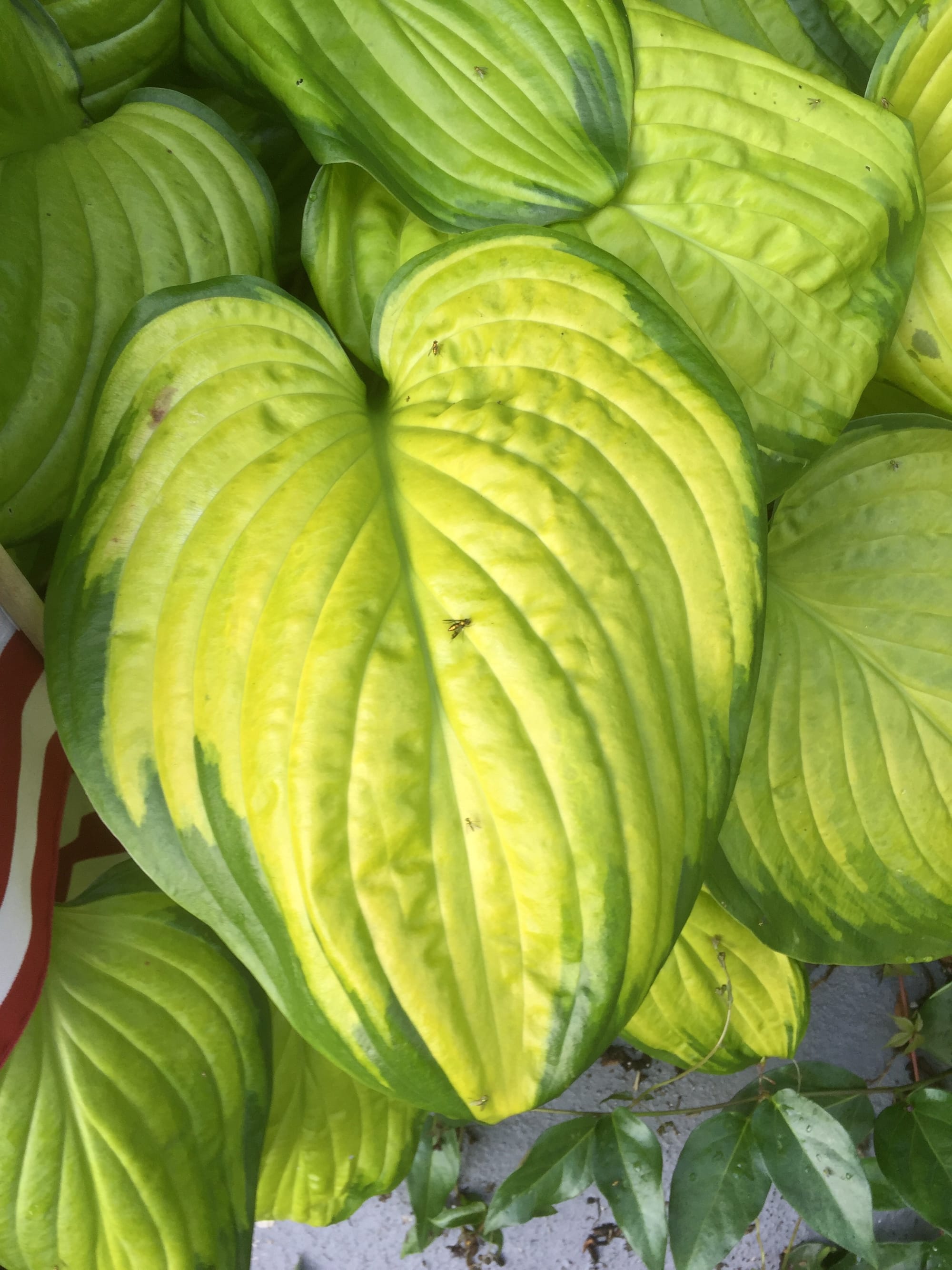 Hosta fortunei 'Gold Standard'