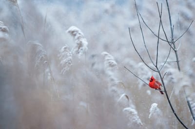 Winterizing the Landscape