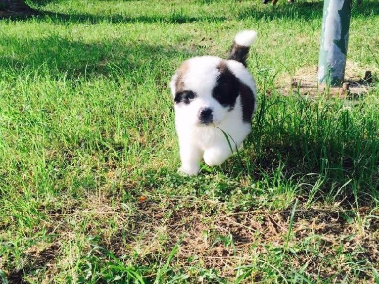 san bernardo cachorro-macho 3 meses de edad.