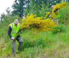 Scotch Broom Challenge