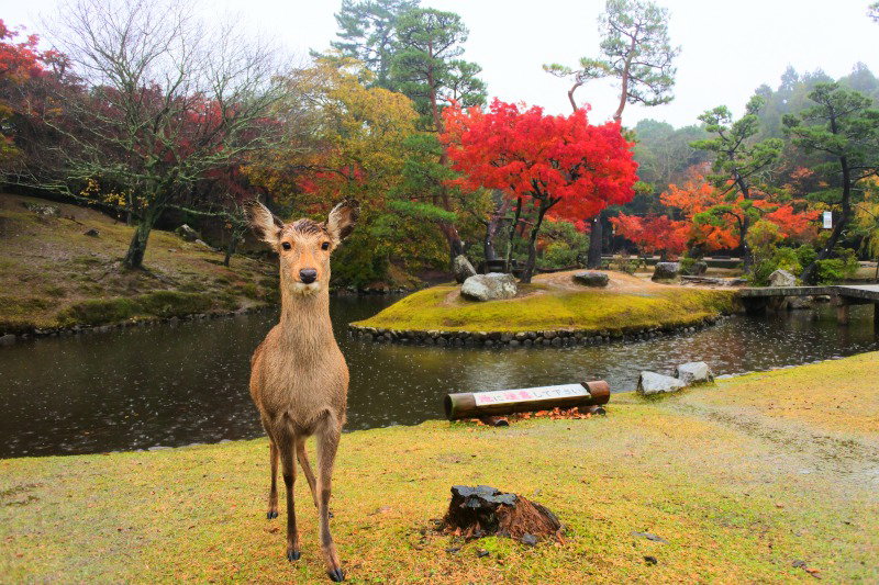 Nara