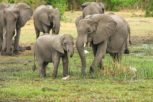 Feed Elephants at Sheldrick's Animal Orphanage in Nairobi