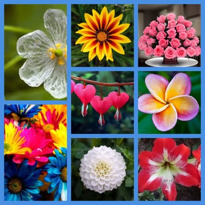 Collage de flores
