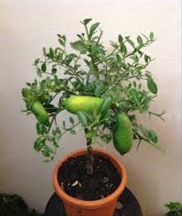 Microcitrus australasica