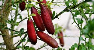 Microcitrus australasica Fingerlime "Pink Ice