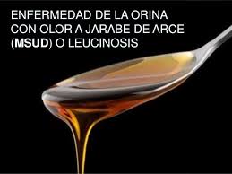 Enfermedad de la orina olor de jarabe de arce image