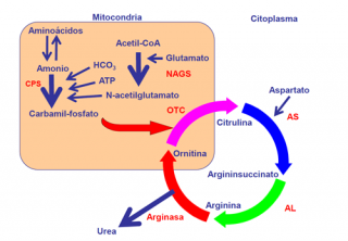 Defectos del ciclo de la urea image