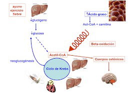 Defectos de la beta oxidación image