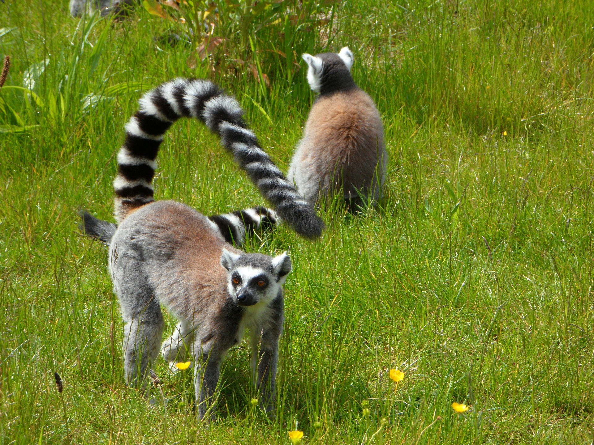 LEMURLAR